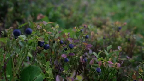 Wild blueberries growing in the forest 動画素材 300553779