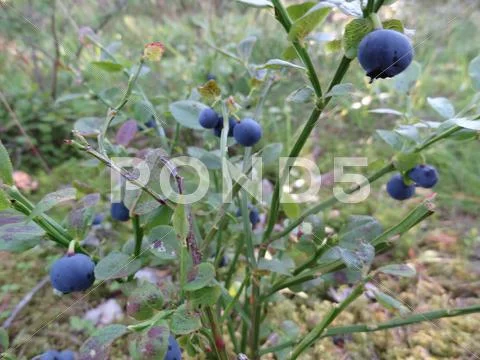 Wild blueberries Stock Photos