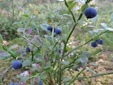 Wild blueberries Stock Photos