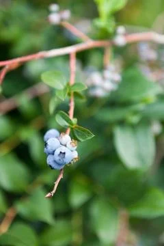 Wild Blueberries Stock Photos