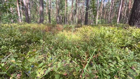 Wild Blueberry Bushes in a Pine Forest 库存影片 345144026