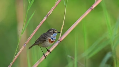 Wild bluethroat balancing steadily on natural branch within tranquil open Видео 333129786