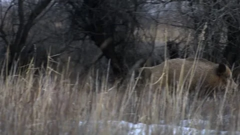 Wild boar 1 動画素材 114561022