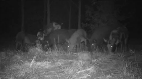 Wild Boar Aggression 스톡 동영상 53851926