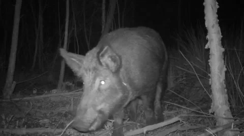 Wild Boar amazingly fast Stock-Footage 62391799