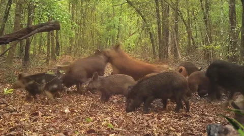 Wild Boar Attack Stock Footage 49284313