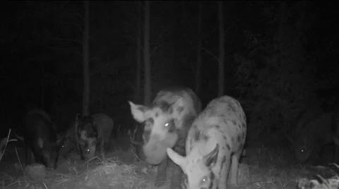 Wild Boar Attack Stock Footage 53856870