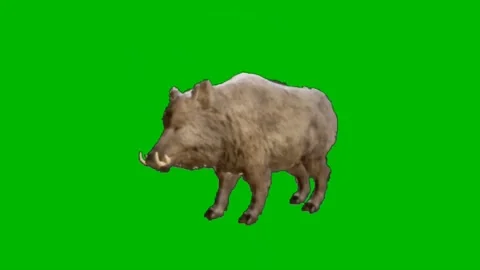 Wild Boar Attacking on Green Screen Stock Footage 225217656