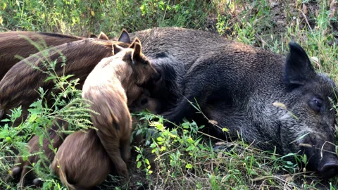 Wild boar babies attack their mother looking for food Stock Footage 162074800