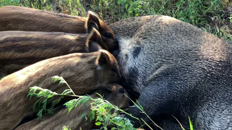 Wild boar babies attack their mother looking for food Stock Footage 162074856