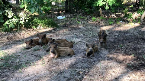Wild boar babies scatter in different directions from fright Stock Footage 162074896