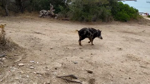 Wild boar beach Caprera Stock Footage 159722486