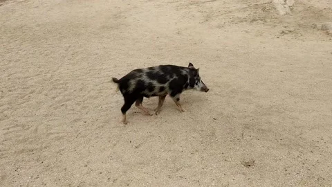 Wild boar beach Stock Footage 161737792