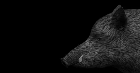 Wild boar on a black background Stock Illustration