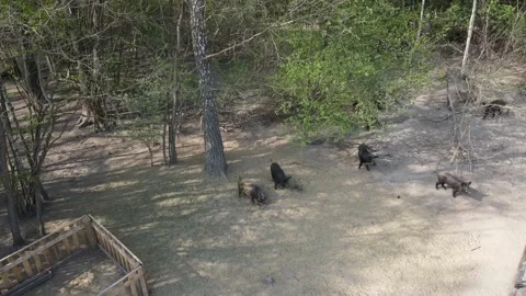Wild boar breeding Stock Footage 194482528