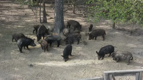 Wild boar breeding Stock Footage 194482642