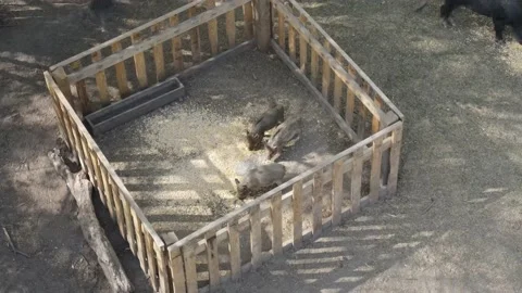 Wild boar breeding Stock Footage 194482649