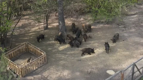 Wild boar breeding Stock Footage 194482652