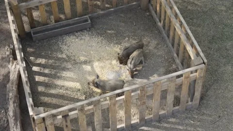 Wild boar breeding Stock Footage 194482826