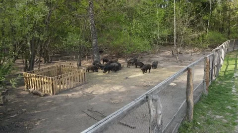 Wild boar breeding Stock Footage 194482925