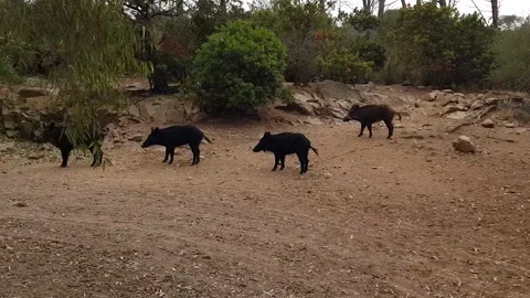 Wild boar caprera Stock Footage 159974860