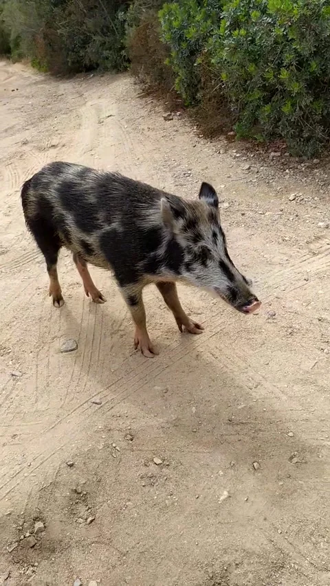 Wild boar Caprera Sardinia Stock Footage 159658879