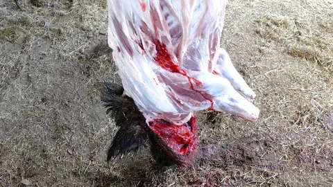 Wild boar carcass with cut neck and skinned 스톡 동영상 123574451