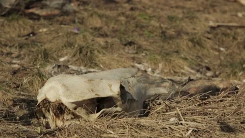 Wild boar carcass Video stock 77188243