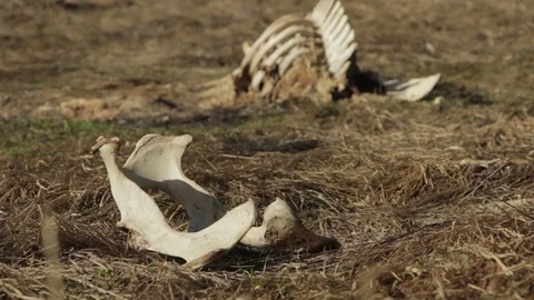 Wild boar carcass Video stock 77188298