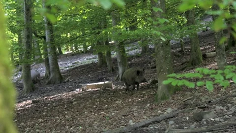 Wild Boar Charging Toward Moving Camera – Cinematic 4K 動画素材 321182604