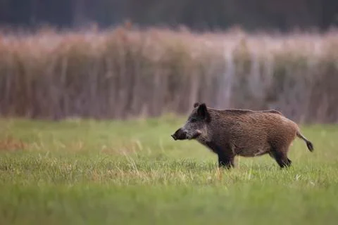 Wild boar in a clearing Stock Photos