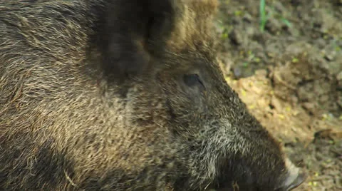 Wild boar, close up Stock Footage 23207090