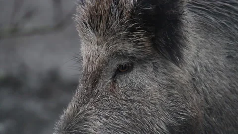 Wild Boar Close Up Stock Footage 148155902
