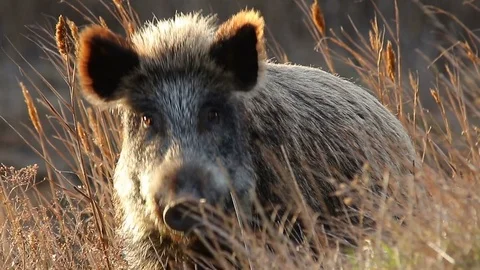 Wild boar. Close-up of the head. Feeding. Stock Footage