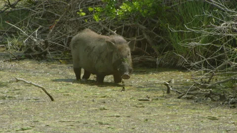 Wild boar close look Stock Footage 234330652