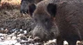 Wild boar close up looking in the camera HD Footage