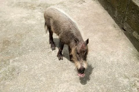 Wild boar close up Stock Photos