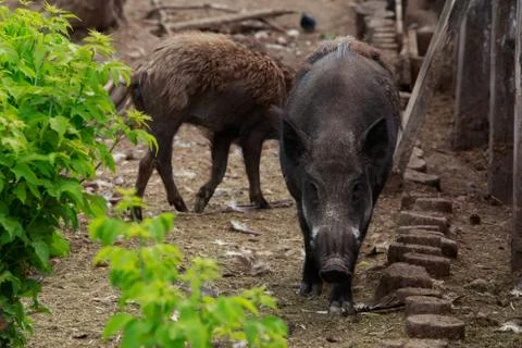 Wild boar close-up 库存照片