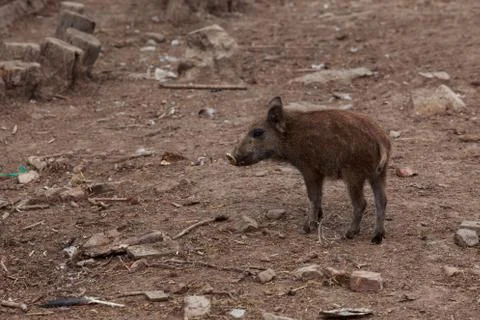 Wild boar close-up Photos