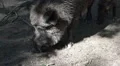 Wild boar close up searching in ground at a sunny day HD Footage
