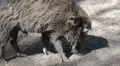 Wild boar close up searching the sandy ground HD Footage