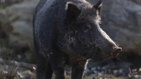 Wild boar closeup backlit snout sniffing air slomo Stock Footage 221891511