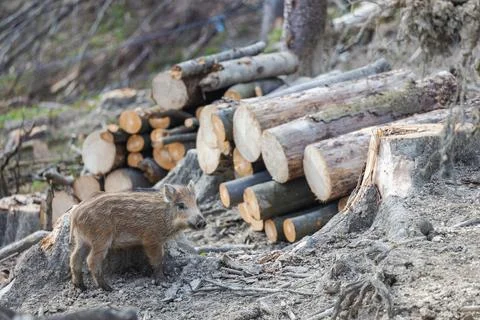 Wild boar cub in forest. Stock Photos