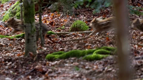 Wild boar cubs Stock Footage 277706376