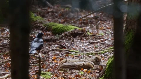 Wild boar cubs Stock Footage 277706494