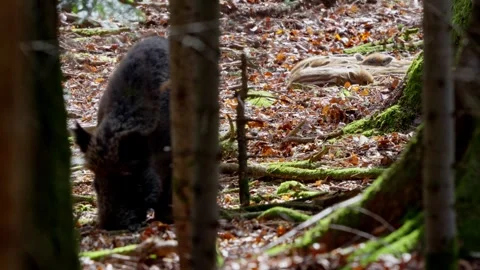 Wild boar cubs Stock Footage 277706546