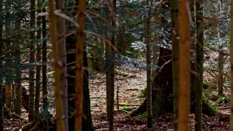 Wild boar cubs Stock Footage 277706563