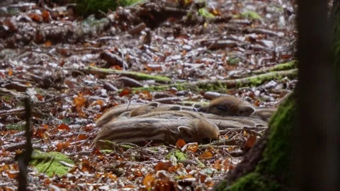 Wild boar cubs Stock Footage 277706676