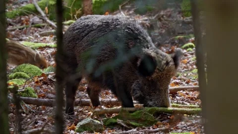 Wild boar cubs Stock Footage 277707532