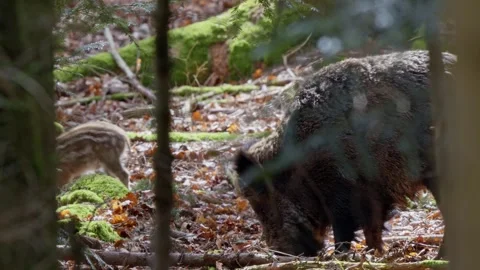 Wild boar cubs Stock Footage 277707563